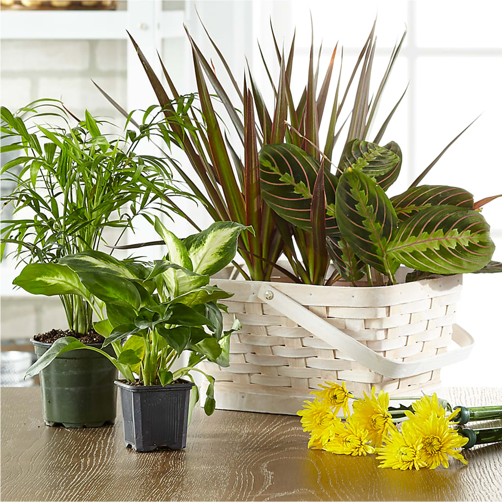 Florist Designed Blooming and Green Plants in a Basket – MARE'S FLOWER SHOP, Las Vegas NV