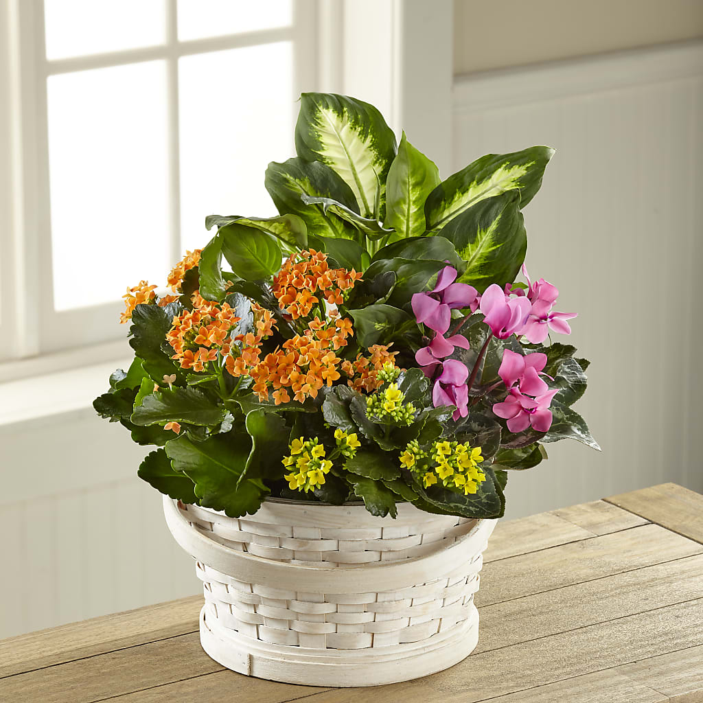 Color Crush Dishgarden – MARE'S FLOWER SHOP, Las Vegas NV