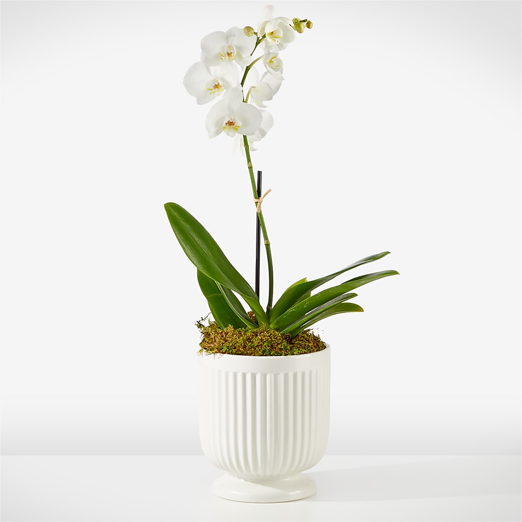Whispering White Orchid – MARE'S FLOWER SHOP, Las Vegas NV