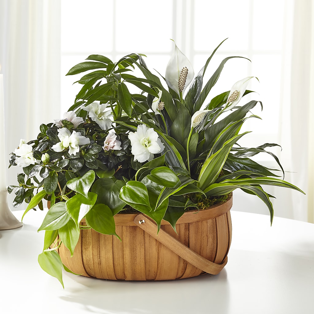 Serene Dishgarden – MARE'S FLOWER SHOP, Las Vegas NV