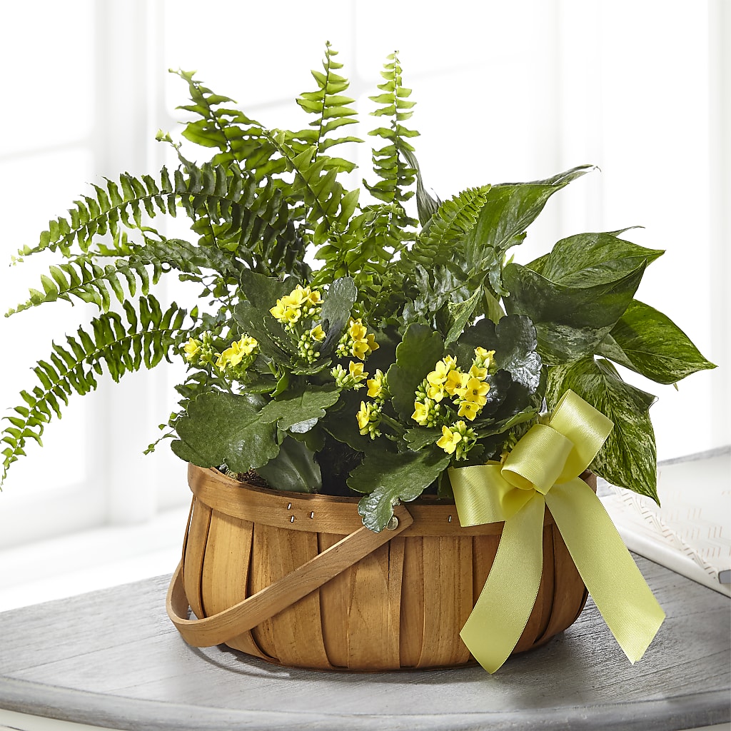 Always Dear Dishgarden – MARE'S FLOWER SHOP, Las Vegas NV