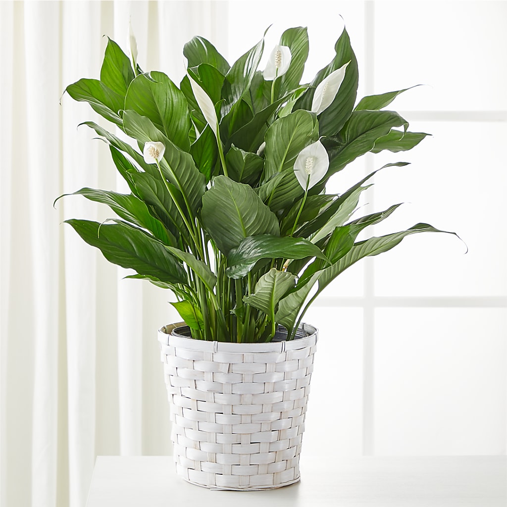 A New Leaf Peace Lily – MARE'S FLOWER SHOP, Las Vegas NV