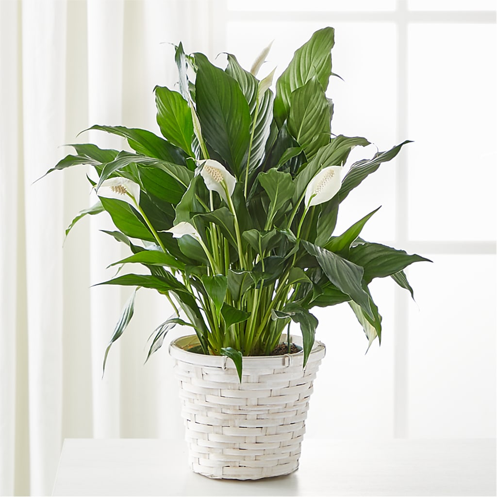 A New Leaf Peace Lily – MARE'S FLOWER SHOP, Las Vegas NV