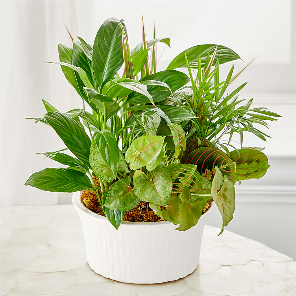 Balance & Harmony Dishgarden – MARE'S FLOWER SHOP, Las Vegas NV