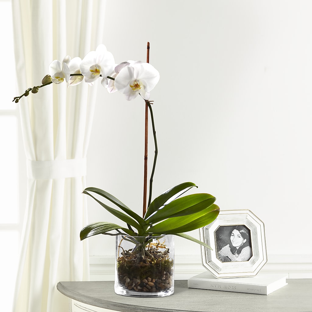 White Orchid Planter – MARE'S FLOWER SHOP, Las Vegas NV