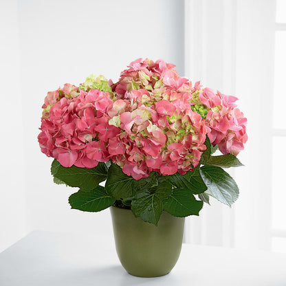 Pink Hydrangea Planter – MARE'S FLOWER SHOP, Las Vegas NV