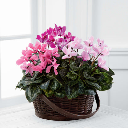 Mixed Cyclamen Planter – MARE'S FLOWER SHOP, Las Vegas NV