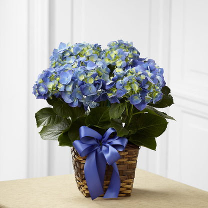 Blue Hydrangea Planter – MARE'S FLOWER SHOP, Las Vegas NV