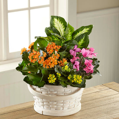Color Crush Dishgarden – MARE'S FLOWER SHOP, Las Vegas NV