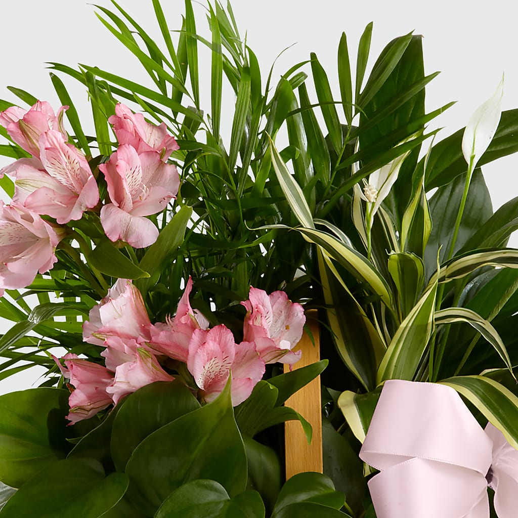 Living Spirit Dishgarden – MARE'S FLOWER SHOP, Las Vegas NV