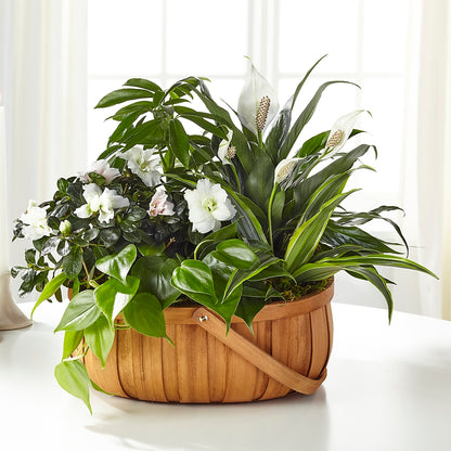 Serene Dishgarden – MARE'S FLOWER SHOP, Las Vegas NV