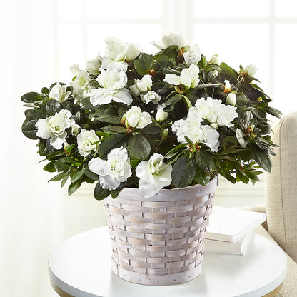 White Azalea Plant – MARE'S FLOWER SHOP, Las Vegas NV