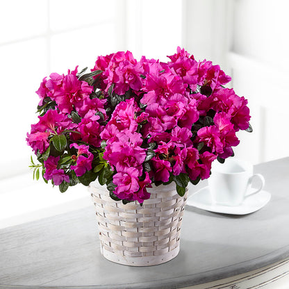 Hope & Serenity Azalea Plant – MARE'S FLOWER SHOP, Las Vegas NV
