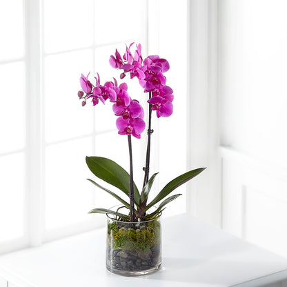 Pink Orchid Plant – MARE'S FLOWER SHOP, Las Vegas NV