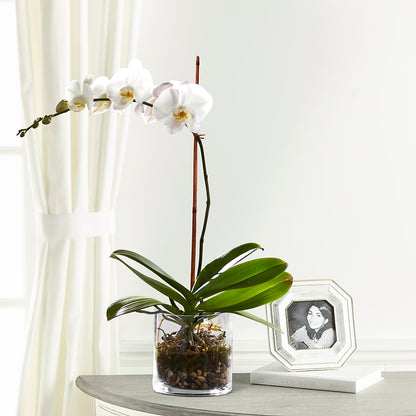 White Orchid Planter – MARE'S FLOWER SHOP, Las Vegas NV